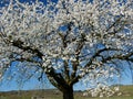 Big cherry tree in bloom in front of blue sky and vineyards in the background