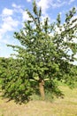 big cherry tree with many red cherries Royalty Free Stock Photo