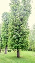 Big chestnut green tree with white flowers, close up