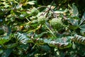 Big chestnut tree with a lot of spiny chestnuts Royalty Free Stock Photo