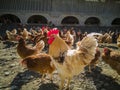 A big chicken family and cock on the farm