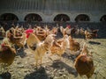 A big chicken family and cock on the farm