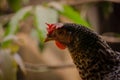 A big chicken Looking up. Such chicks are found in the villages and hills of Bangladesh