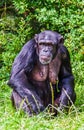 The Big Chimp Royalty Free Stock Photo