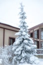 Big Christmas tree in the snow in front of a beautiful house, the theme of winter, new year, comfort