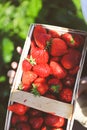 Big Chunky Hand-plucked Strawberries