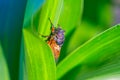 Big cicada sit on the green corn leaf Royalty Free Stock Photo