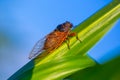 Big cicada sit on the green corn leaf Royalty Free Stock Photo