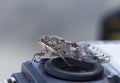 Big cicada sitting on a camera, portrait of big nice insects