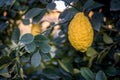 Big Citron lemon on branch of hyrid lemon tree.