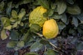 Big Citron lemon on branch of hyrid lemon tree.