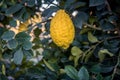 Big Citron lemon on branch of hyrid lemon tree.