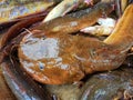 big clarias magur catfish sale in indian fish market