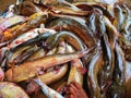 big clarias magur catfish sale in indian fish market