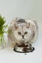 Big clear cat with beautiful green eyes Royalty Free Stock Photo