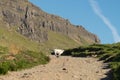 Big cliffs and green field a wild white sheep running and crossing a dirt path with green grass on the both sides.