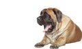 big Close English Mastiff