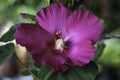 Big closeup Deep Pink Hibiscus flower HD Image