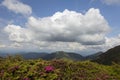 Big cloud over landscape of summer mountains with pink rhododendron Royalty Free Stock Photo