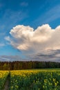 Big Cloud Over Rapeseed Field And Forest