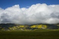 Big cloud over wild-flower covered Temblor Range