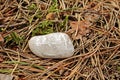 Big cloud shaped gray stone with rune signs lying on dry pine needle ground Royalty Free Stock Photo