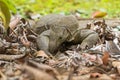 Big Clouded monitor lizard digging soil looking for food on the