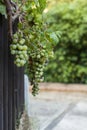 Big cluster of green grapes on a vine tree Royalty Free Stock Photo