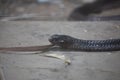 A big cobra snake on ground Royalty Free Stock Photo