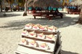 Big cockleshells for souvenirs. Isla Saona, La Romana, Dominican republic Royalty Free Stock Photo