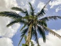 Big coconut palm tree against blue sky and clouds Royalty Free Stock Photo