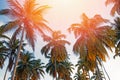 Big coconut palm trees on the clear sly backround, Royalty Free Stock Photo