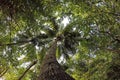 The big coconut tree