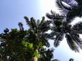 Big coconut trees low-angle shot in the daytime in india Royalty Free Stock Photo