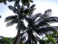 Big coconut trees low-angle shot in the daytime in india Royalty Free Stock Photo