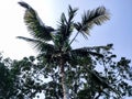 Big coconut trees low-angle shot in the daytime in india Royalty Free Stock Photo