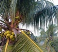 Big coconuts on tall coconut tree Royalty Free Stock Photo