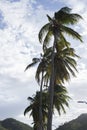 Big coconuts tree at San Juan del Sur bay