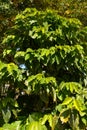 Big coffee plant coffea arabica growing in botanical garden Royalty Free Stock Photo