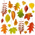 Big collection of beautiful dry autumn leaves isolated Royalty Free Stock Photo