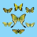 Big collection butterfly of colorful icon set. Vector illustration Royalty Free Stock Photo