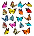 Big collection of colorful butterflies. Royalty Free Stock Photo