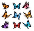 Big collection of colorful butterflies. Royalty Free Stock Photo