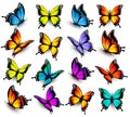 Big collection of colorful butterflies. Royalty Free Stock Photo