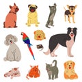 Big collection with cute domestic pets portrait Royalty Free Stock Photo
