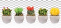 Big collection 3d realistic cactuses in pots. Cactuses with colorful flower. Decorative cactuses on transparent Royalty Free Stock Photo