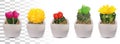 Big collection 3d realistic cactuses in pots. Cactuses with colorful flower. Decorative cactuses on transparent Royalty Free Stock Photo