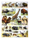 Big collection of different African animals or mammals and zoo animals collage / Antique engraved illustration from from La Rousse