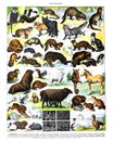 Big collection of different animals or mammals and zoo animals collage / Antique engraved illustration from from La Rousse XX Sci