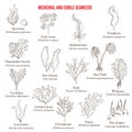 Big collection of edible and medicinal seaweeds Royalty Free Stock Photo